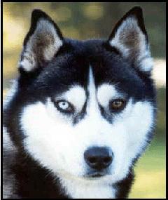husky.gif